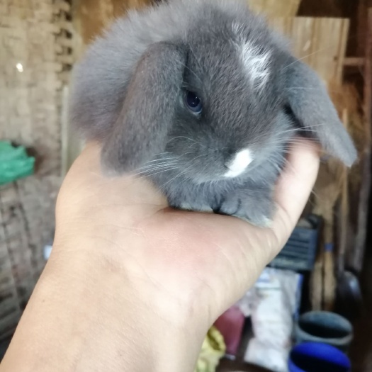 娄烦县 销售荷兰侏儒兔，长耳垂耳兔，猫猫兔