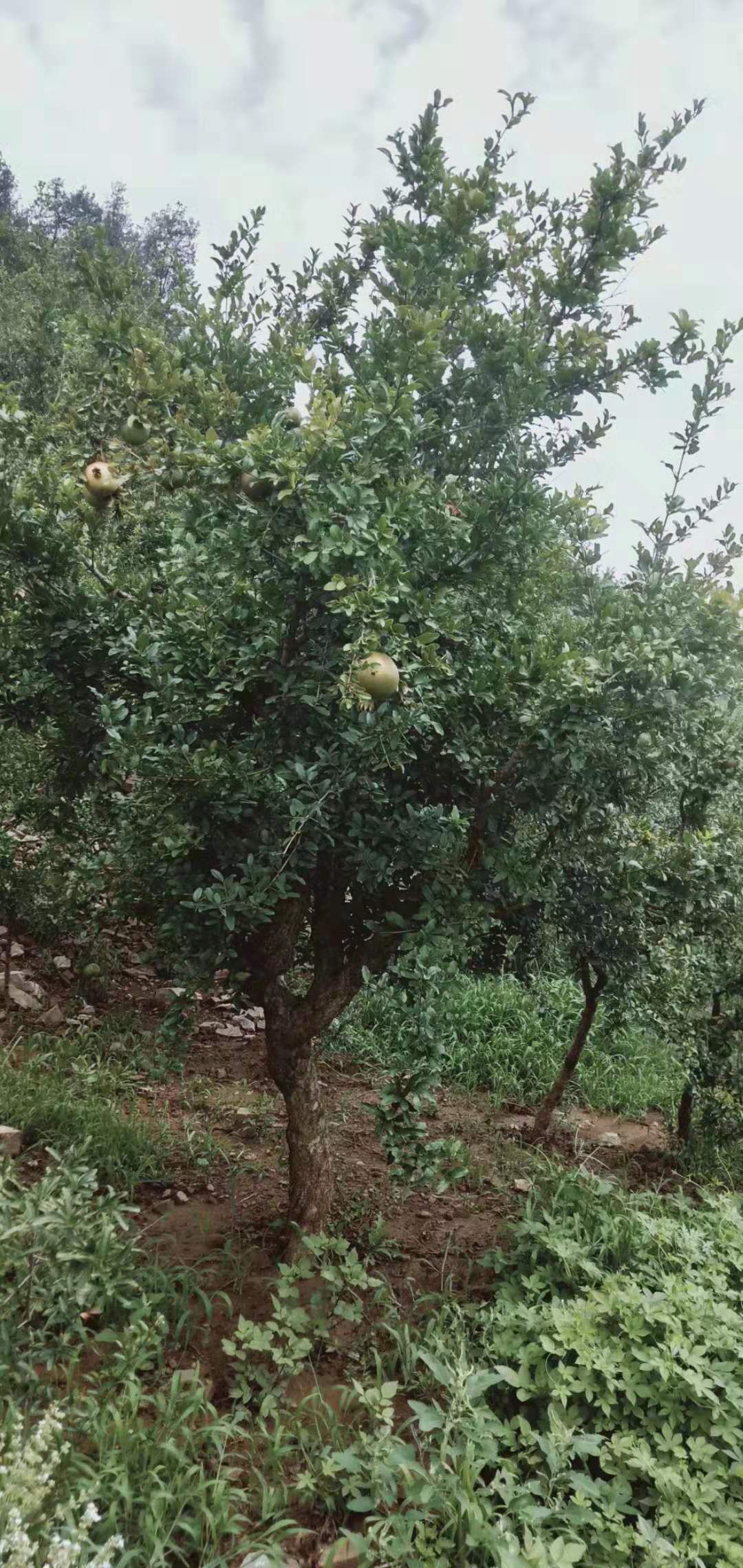 石榴盆景 大量供应！一到三十五公分石榴树！院内盆景！工程树苗