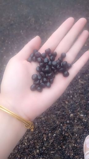 亳州牡丹籽过筛选机干净，