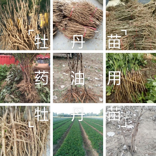 【店长推荐】牡丹苗，药用油用牡丹苗，保证质量，现要现挖