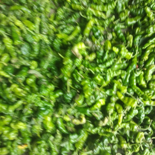 滕州市皱皮辣椒 5~10cm 特辣 靑色