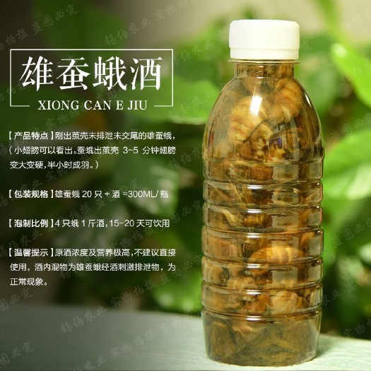 雄蚕蛾未排泄未交尾雄蚕蛾泡酒料75只每瓶300ml