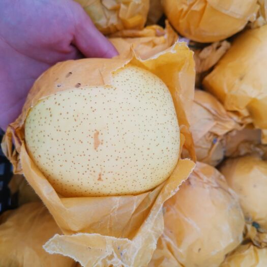 砀山县 砀山酥梨，砀山皇冠梨，砀山黄桃，货品优四两以上