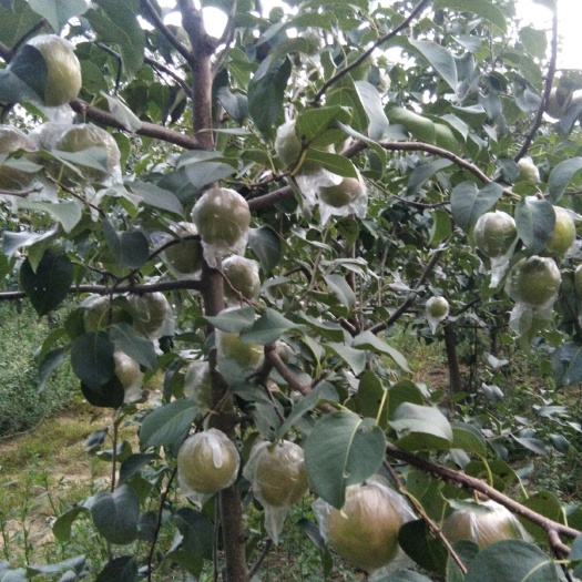 河间市 梨中的贵族玉露香梨汁多味美核小，纸袋是秋月梨同时成熟