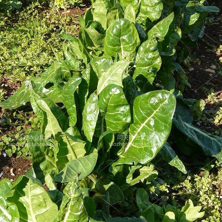 牛皮菜种子  根达菜种子劈菜牛皮菜厚皮菜君达菜多次采收特色蔬菜种子农家菜籽