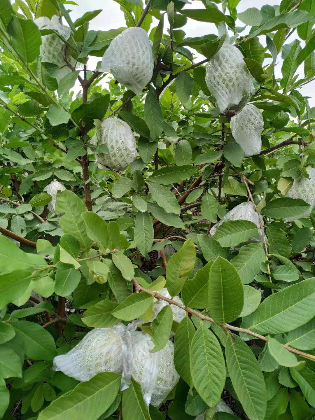 珍珠番石榴 150-200克