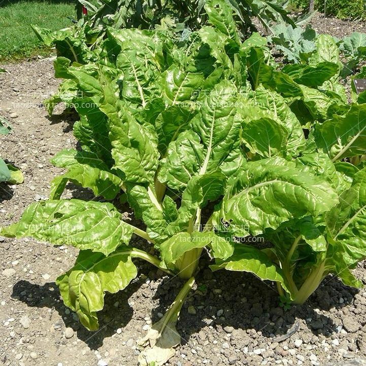 牛皮菜种子  根达菜种子劈菜牛皮菜厚皮菜君达菜多次采收特色蔬菜种子农家菜籽