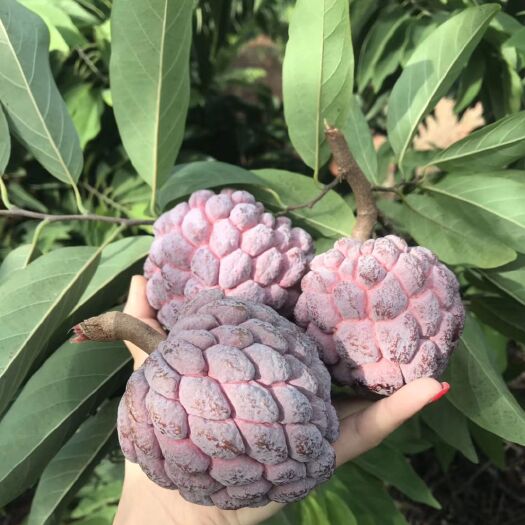 灵山县释迦果苗 …红皮释迦果果