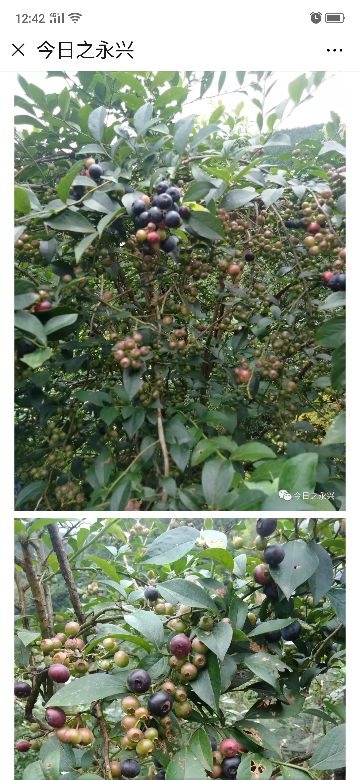 浦城县兔眼蓝莓苗 四年苗已结果，高一米以上