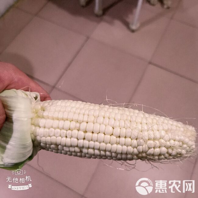  甜糯玉米