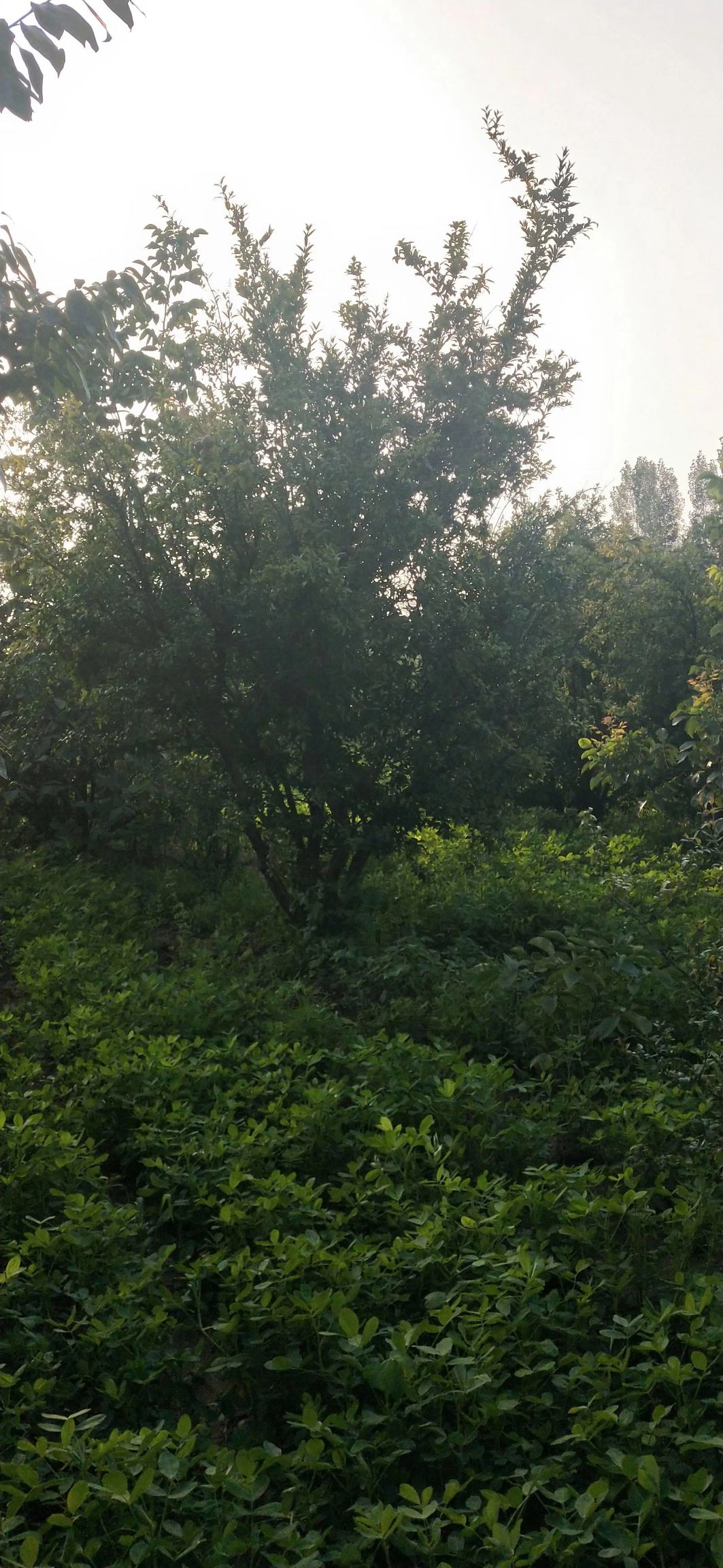 石榴盆景 大量供应！一到三十五公分石榴树！院内盆景！工程树苗