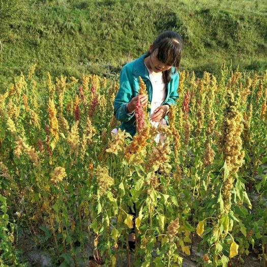 隆德县灰藜 宁夏六盘山2300米高海拔，无污染纯绿色种植基地