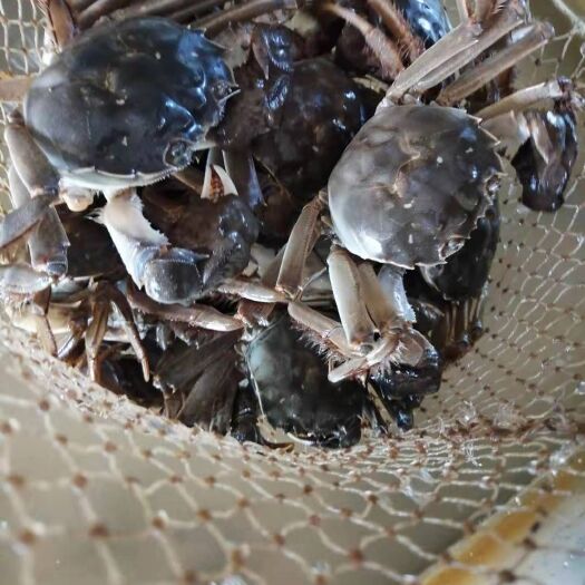 沱湖螃蟹  盘锦稻田河蟹包肥