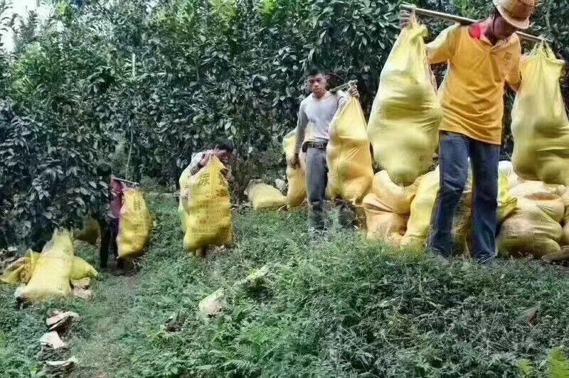 福建平和管溪蜜柚三红蜜柚红肉当季水果新鲜