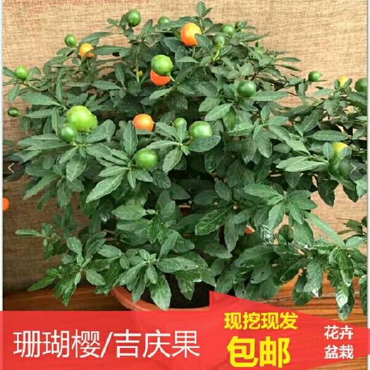 泸州珊瑚豆盆栽 四季果珊瑚樱苗冬珊瑚红珊瑚看果玉珊瑚辣茄海椒吉庆果盆栽植物