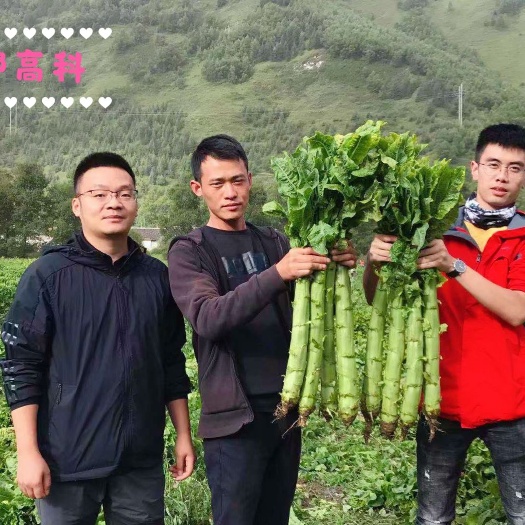 三青莴笋种子/种都高科