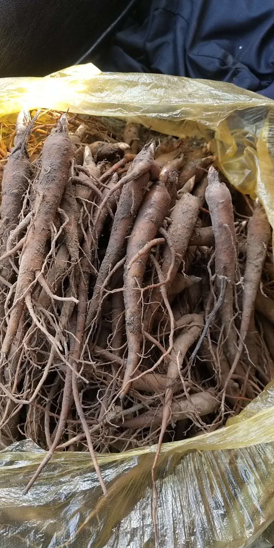 菏泽白芍种苗  【爆款推荐】白色苗，药用芍药苗，保证品种，保证质