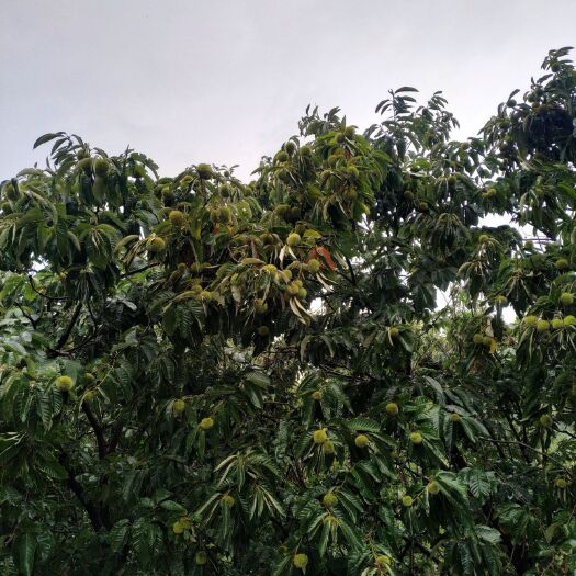 信阳 信阳板栗马上就要下树了，需要代收，批发零售请联系