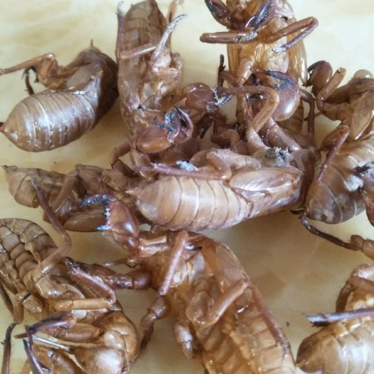 青阳县蝉蜕 水洗金蝉衣