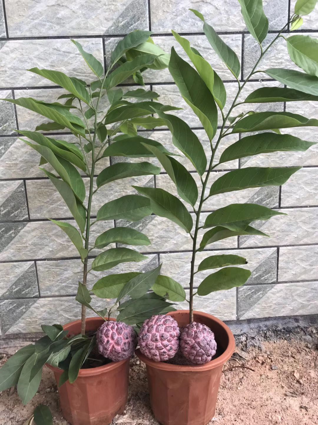释迦果苗 …红皮释迦果果