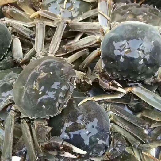 兴化市 兴化大闸蟹