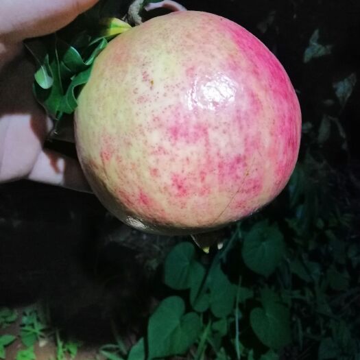 澄江市 突尼斯软子石榴