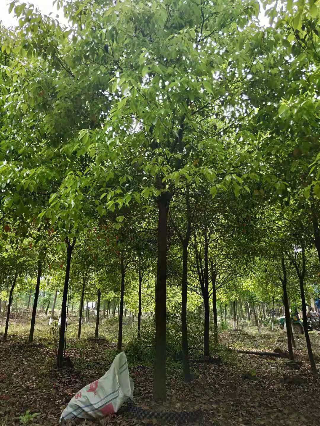  移栽袋苗香樟