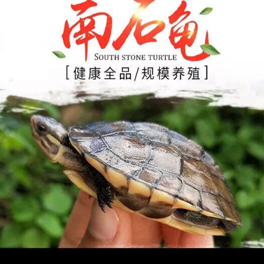 南石苖，品相如圖：易養(yǎng)好管理：既當(dāng)寵物又有藥用價(jià)值。