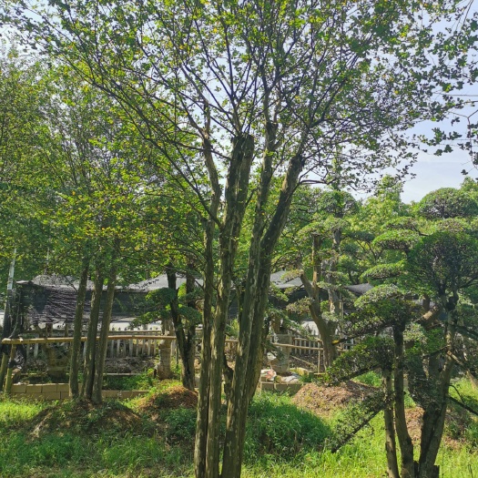 浏阳市 多干丛生紫薇