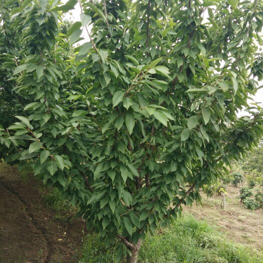 平度市美早苗 美早樱桃树苗
