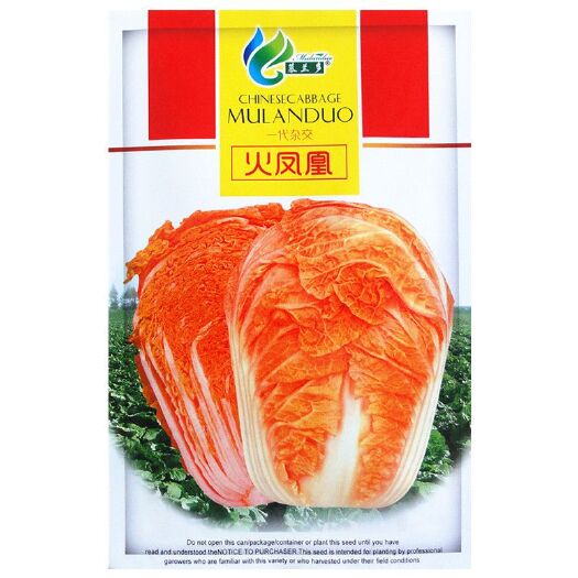 沭阳县火凤凰大白菜种子 蔬菜种子四季种 橘红心大白菜金黄色