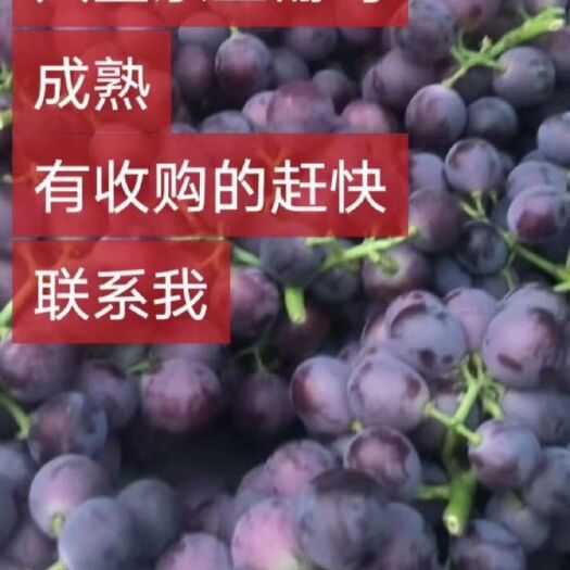 盖州市京亚葡萄 1.5- 2斤 5%以下 1次果