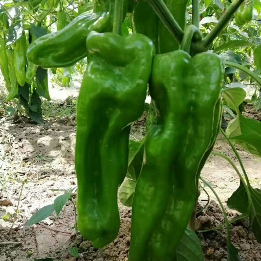 夏邑县 河南夏邑辣椒产地辣椒已开始上市，现301薄皮辣椒，泡椒