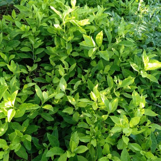 汉中珠兰花茶 三高患者请联系