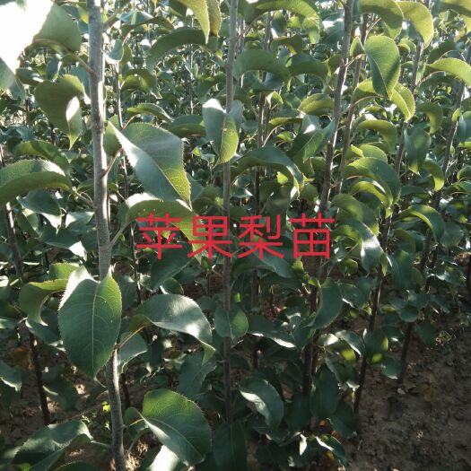 北镇市梨树苗 出售自家苹果梨苗