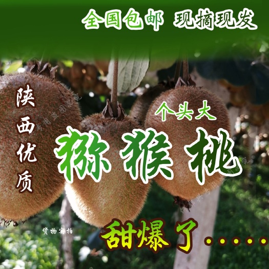 眉县徐香猕猴桃苗 陕西优质徐香绿心猕猴桃，奇异果，嫁接苗实生苗
