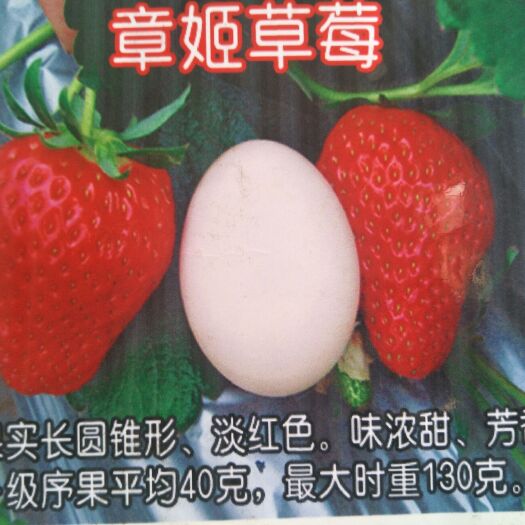 泰安 草莓苗～章姬草莓苗