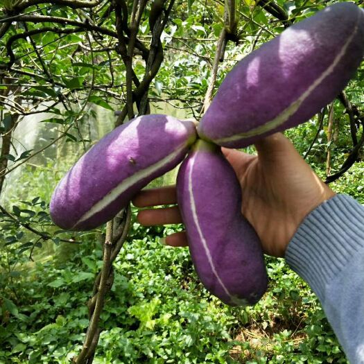 红棕八月瓜 150g以上 种植