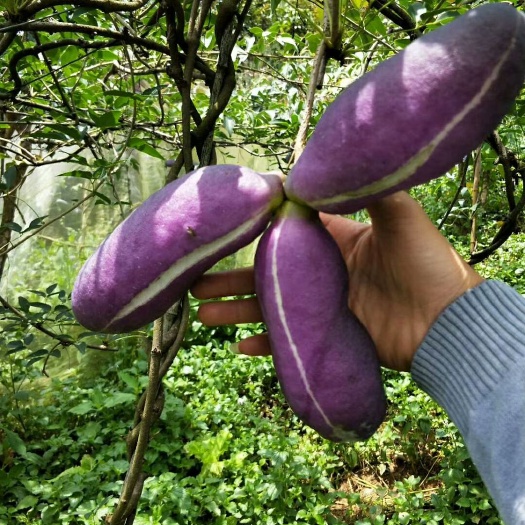 南县红棕八月瓜 150g以上 种植