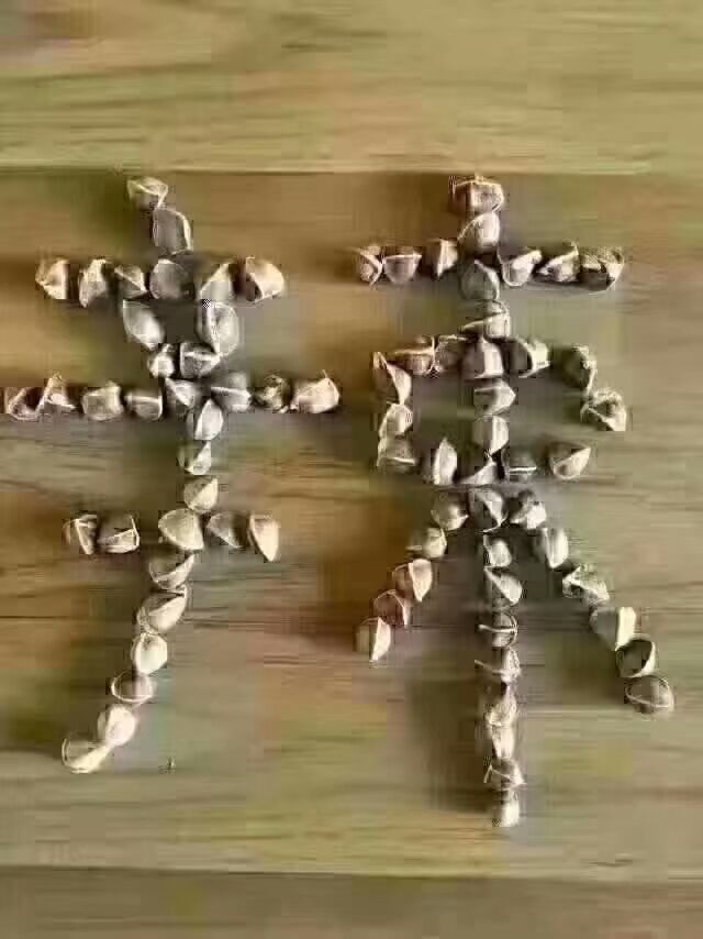 辣木籽 新货 各种规格 批发零售各种中药材