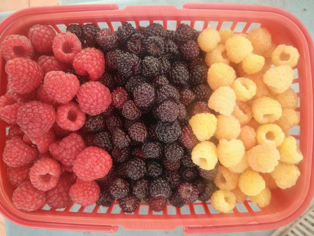  树莓 红树莓 双季红树莓苗