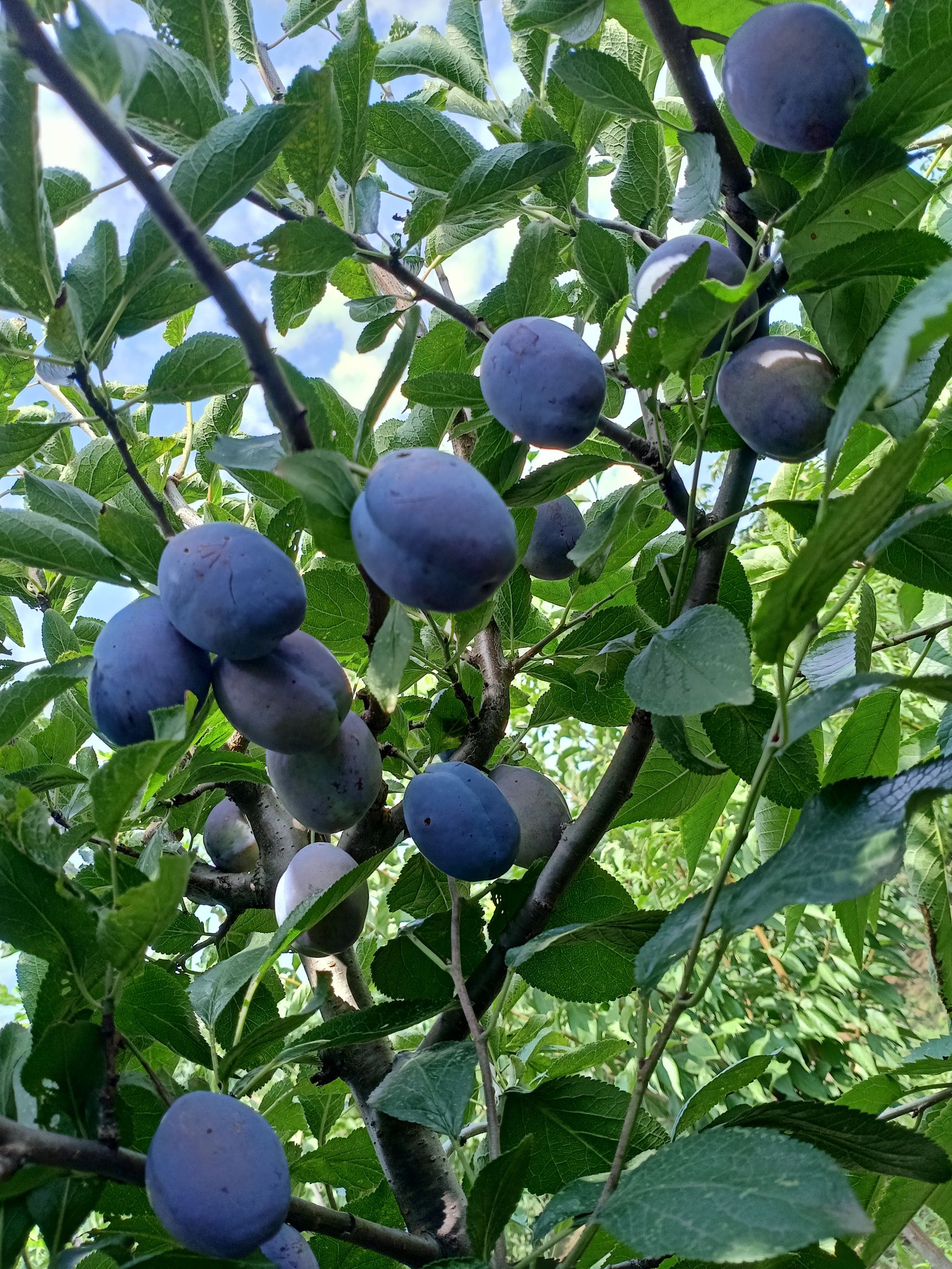 西梅苗 西梅女神、蓝蜜、法兰西李子苗品种纯正