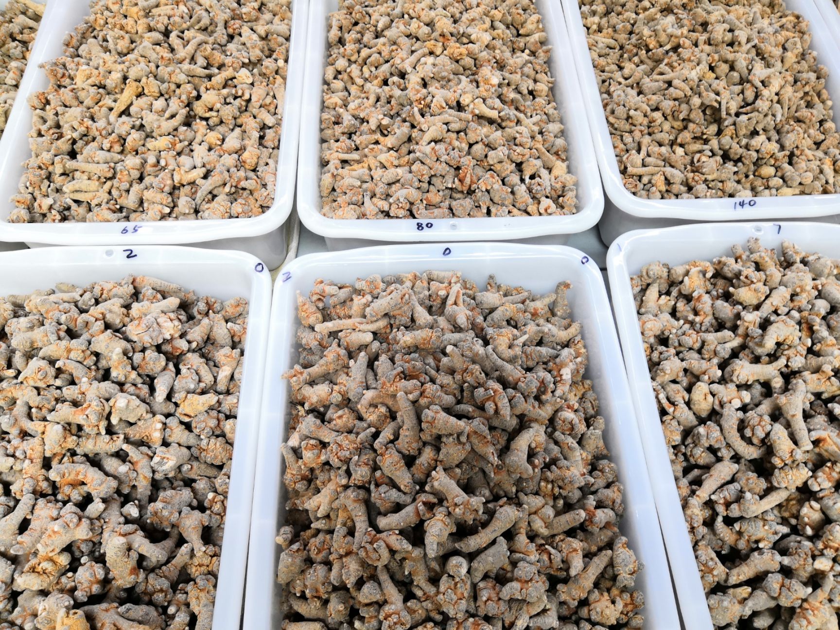 春七  云南文山 40头 三七 三七 包邮各种规格三