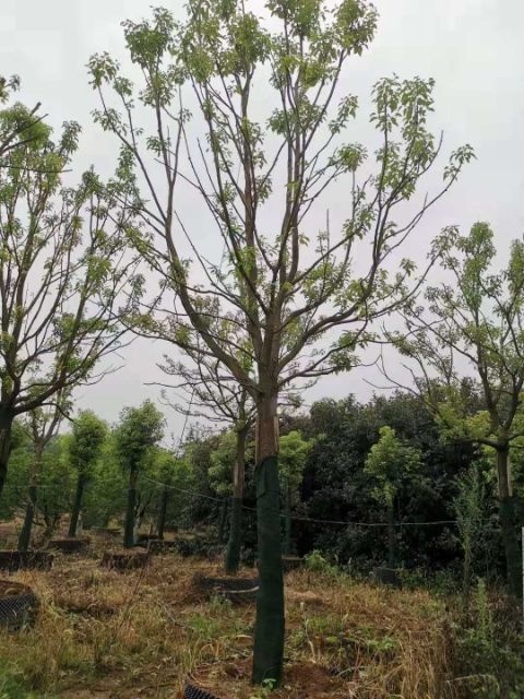 益阳 全冠香樟