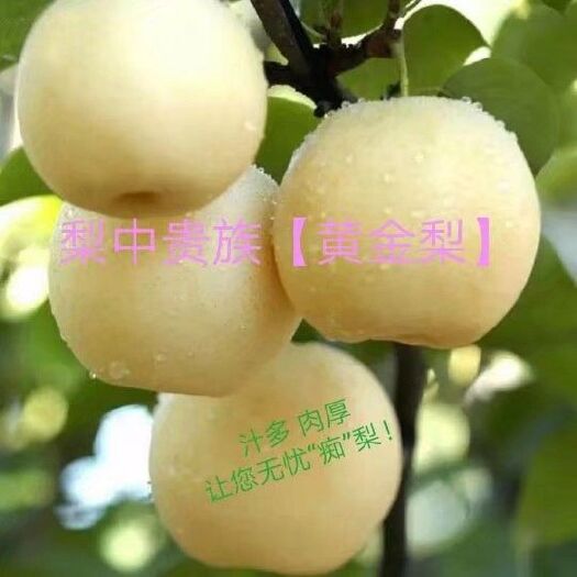 方城县 梨中贵族一一黄金梨