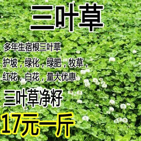 沭阳县白三叶草种子红花绿化种子红三叶草种子净籽草种易活四季草坪种子