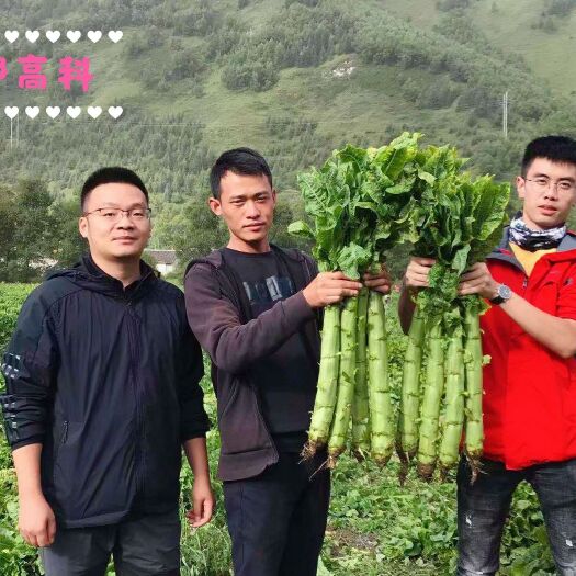 成都莴笋种子 三青莴笋，尖叶圆叶都有！