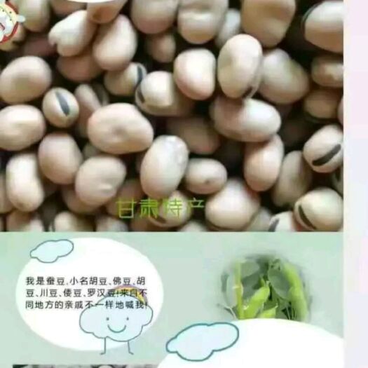 岷县 大西北蚕豆