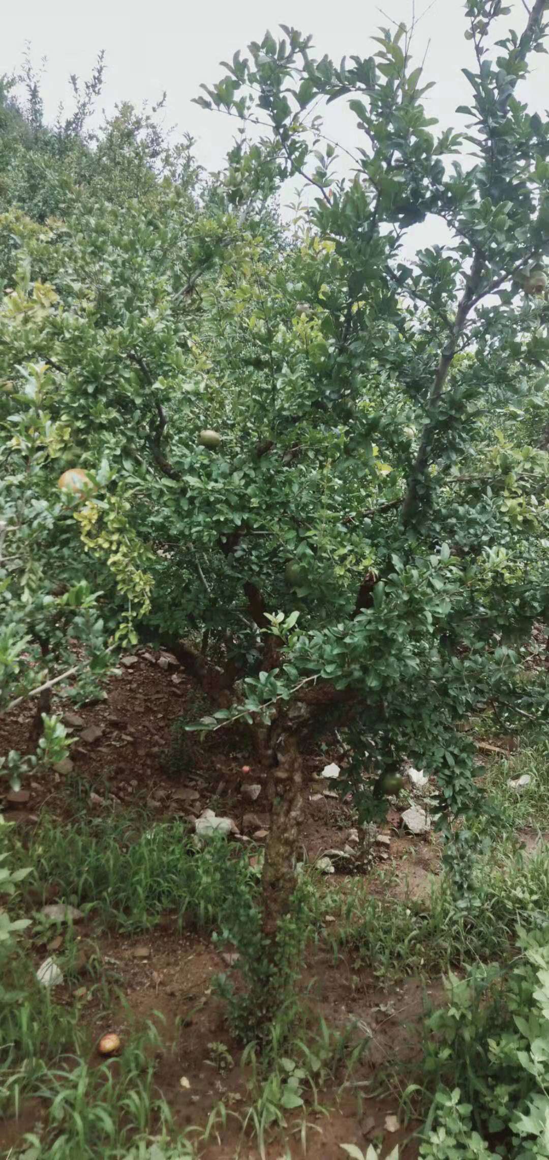 石榴盆景 大量供应！一到三十五公分石榴树！院内盆景！工程树苗
