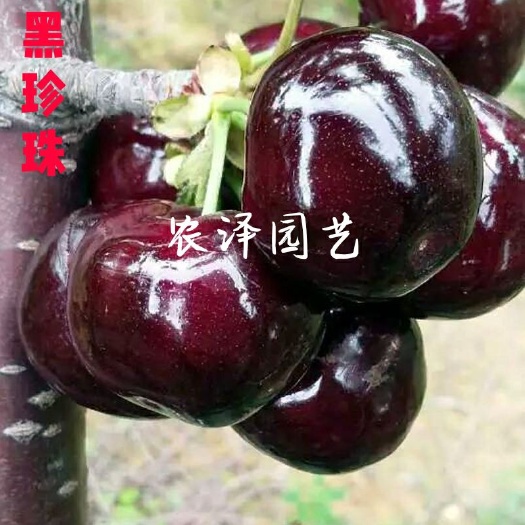 平度市黑珍珠苗  黑珍珠樱桃苗 车厘子苗 大樱桃树苗批发